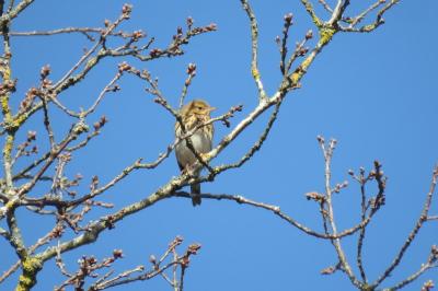 Pipit des arbres