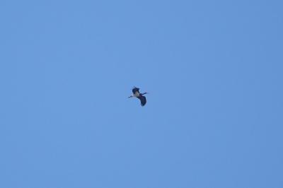 Cigogne noire