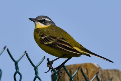 Motacilla flava