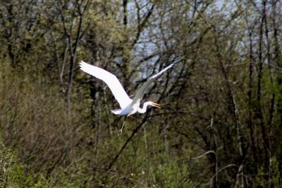 Grande Aigrette