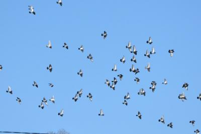 Pigeon biset domestique
