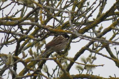 Bruant des roseaux