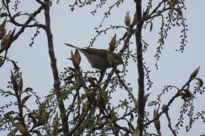 Fauvette grisette