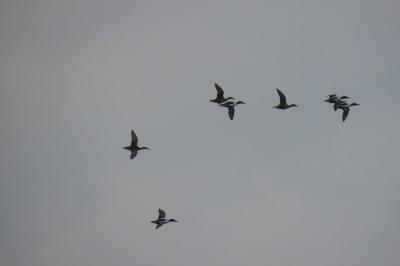 Canard souchet
