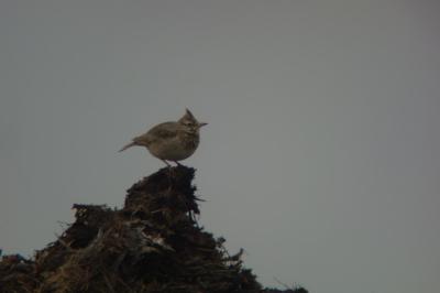 Cochevis huppé
