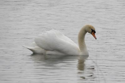 Cygne tuberculé