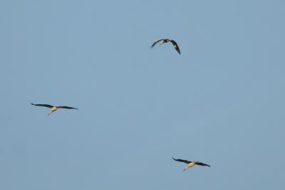 Cigogne blanche