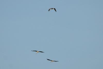 Cigogne blanche