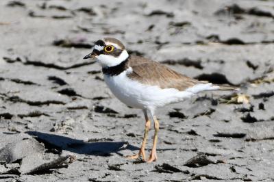Charadrius dubius