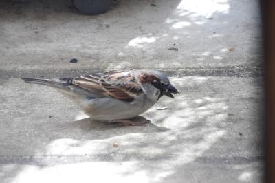 Moineau domestique