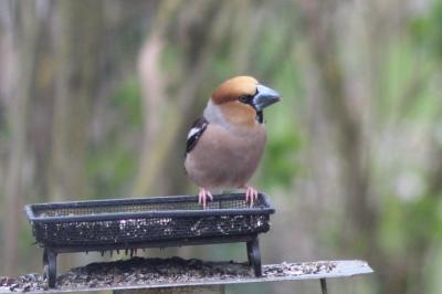 Coccothraustes coccothraustes