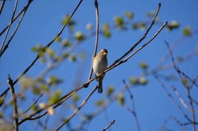 Pinson des arbres