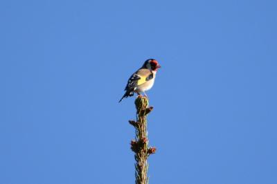 Chardonneret élégant