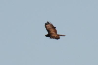 Buse variable