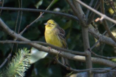 Bruant jaune