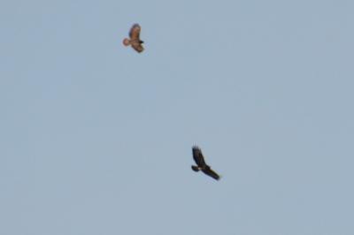 Buse variable