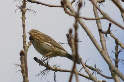 Pipit des arbres