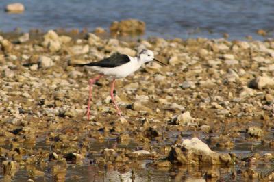 Himantopus himantopus