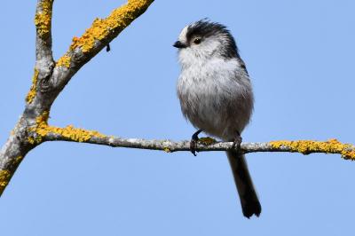 Aegithalos caudatus