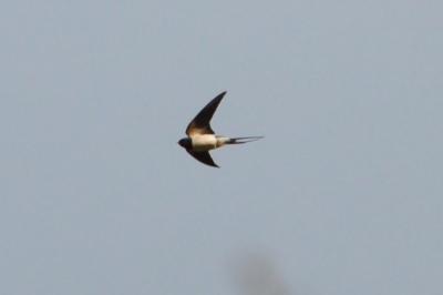 Hirondelle rustique