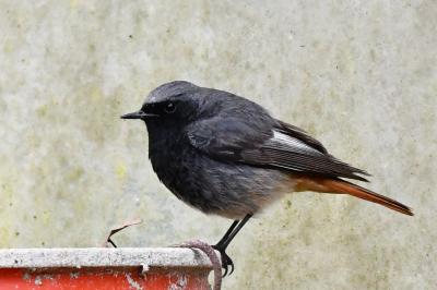 Phoenicurus ochruros