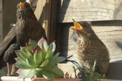 Turdus merula