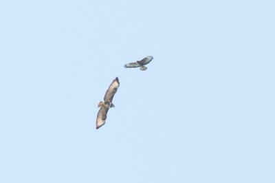 Buse variable