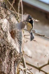 Mésange charbonnière