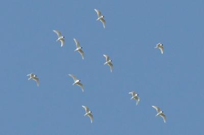 Mouette mélanocéphale