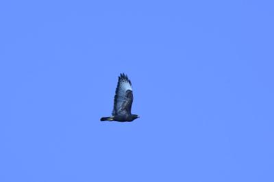 Buse variable