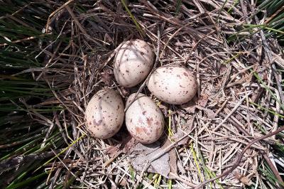 Gallinula chloropus