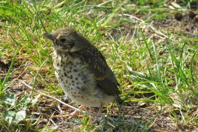 Turdus philomelos