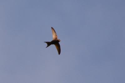Martinet noir