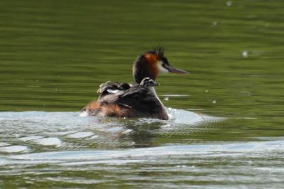 Podiceps cristatus