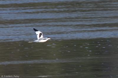Avocette élégante