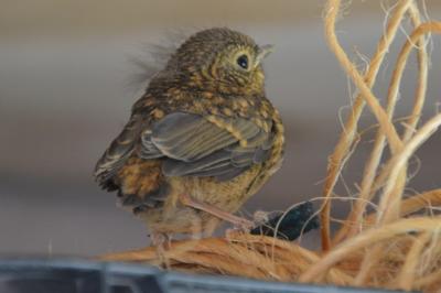 Erithacus rubecula