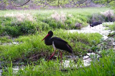Cigogne noire
