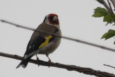 Chardonneret élégant