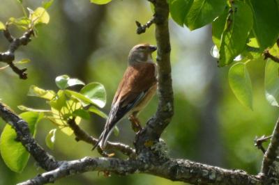 Linotte mélodieuse