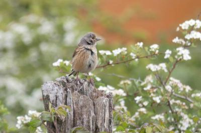 Linotte mélodieuse