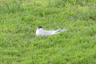 Sterna hirundo