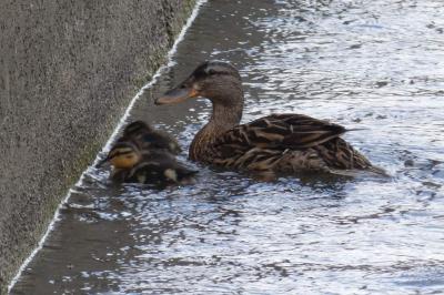 Canard colvert