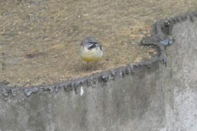 Bergeronnette des ruisseaux