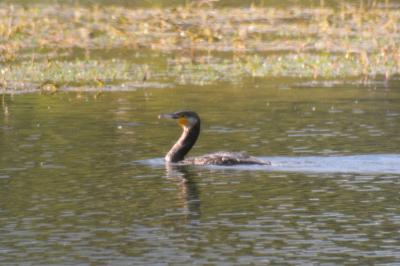 Grand Cormoran