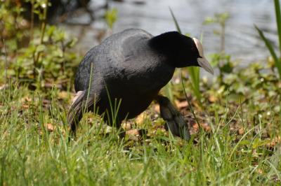 Foulque macroule