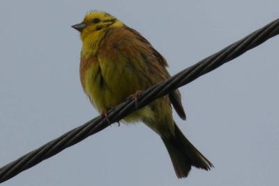 Bruant jaune