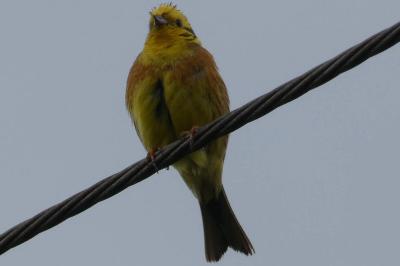 Bruant jaune