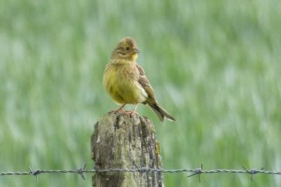Bruant jaune