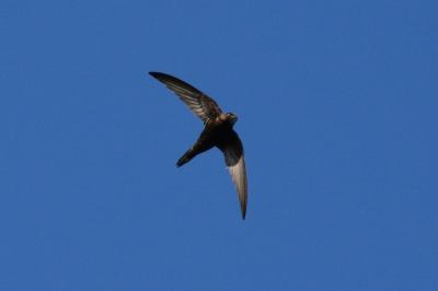 Martinet noir