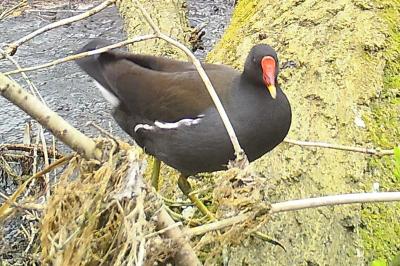 Gallinula chloropus